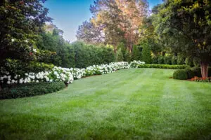 A well-manicured lawn in a Nashville suburb with plenty of trees, shrubs, and hydrangeas