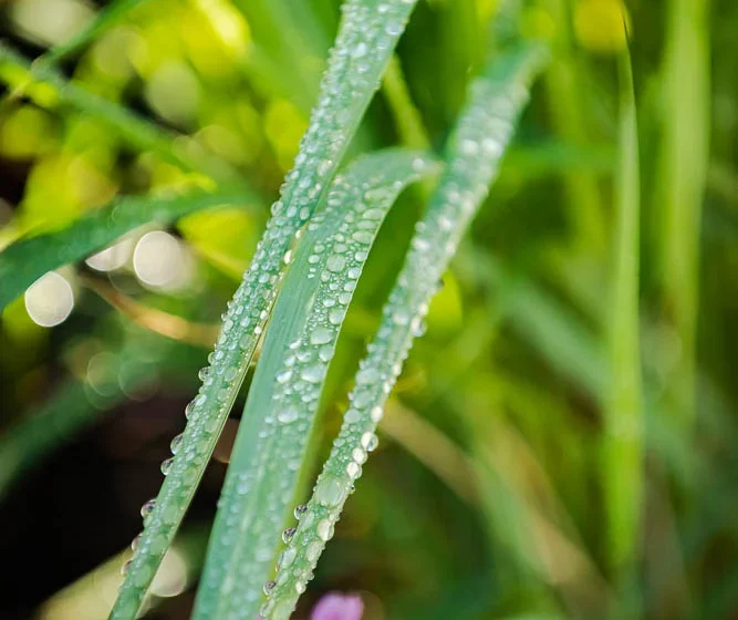 Nashville, TN Sprinkler Companies