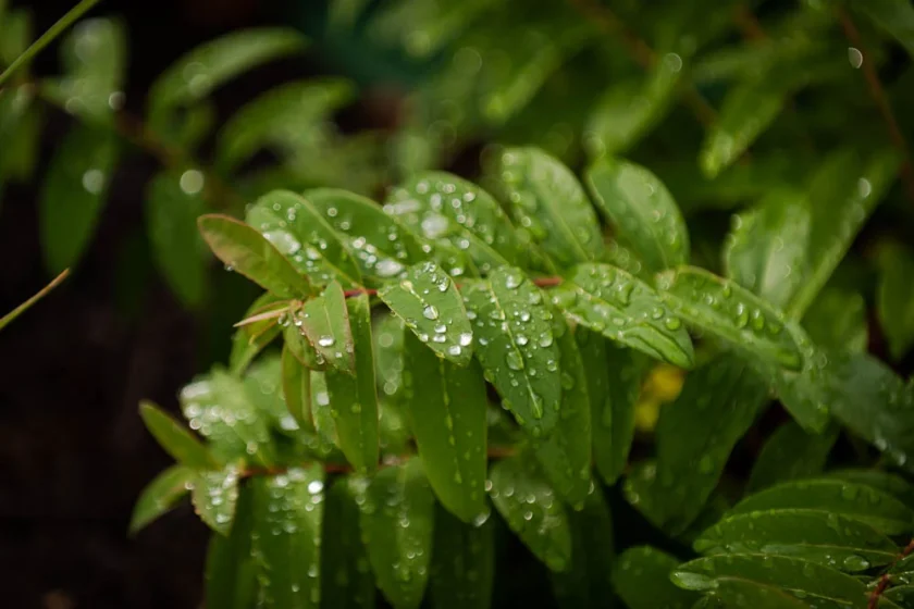 Nashville, TN Sprinkler Companies