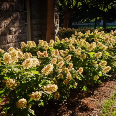 Nashville, TN Landscape Installation