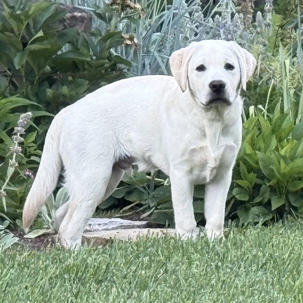 Cooper New Pic
