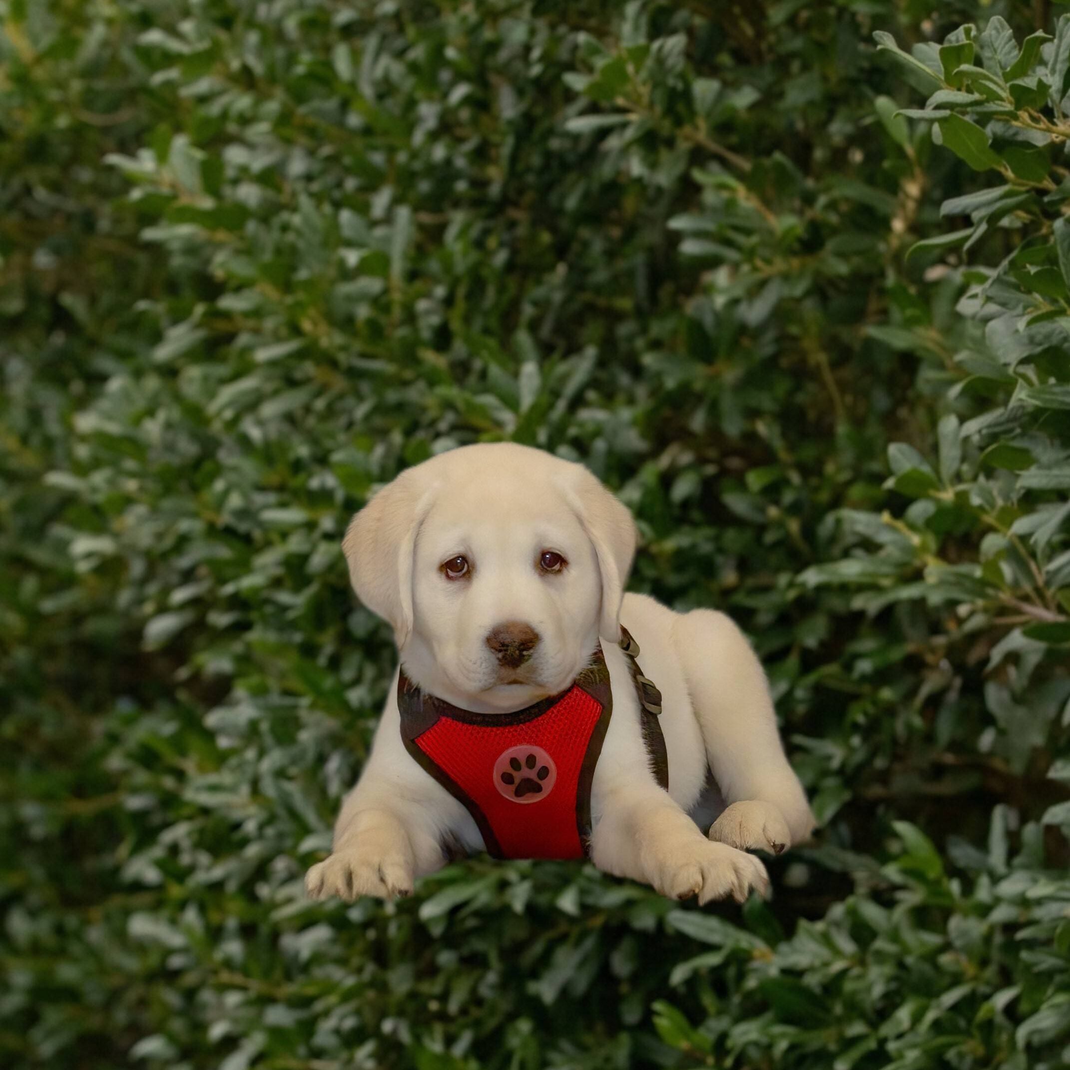 Cooper
