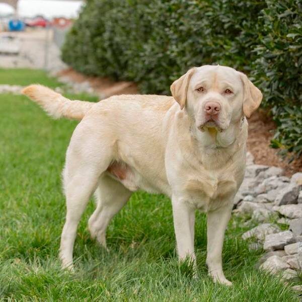 Gus